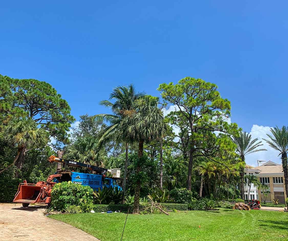 Lucky Tree Service trucks and chipper in a lush Jupiter yard during tree work