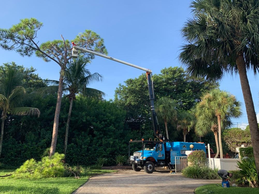 Grapple truck trimming a tall pine beside a driveway with palms in Jupiter