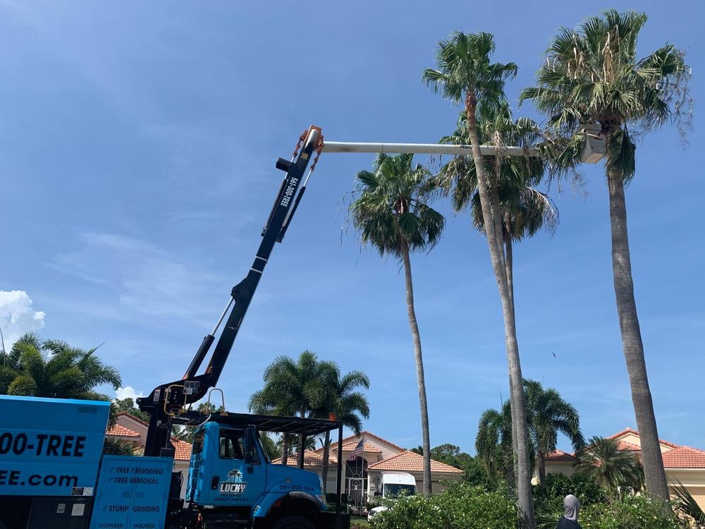 Grapple arm reaching the crowns of three tall palms above a blue truck in Jupiter