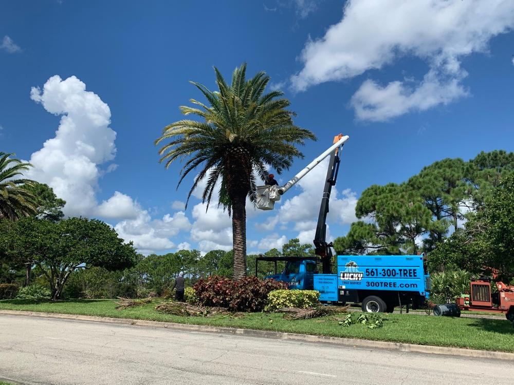 Bucket lift on a Lucky Tree Service truck trimming a palm in a landscaped Jupiter median
