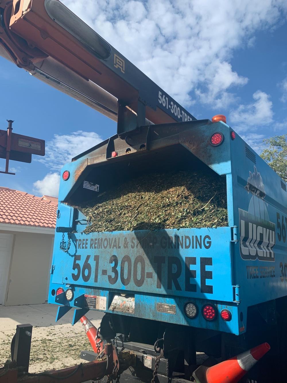 Rear of a blue Lucky Tree Service debris truck loaded with chipped tree material