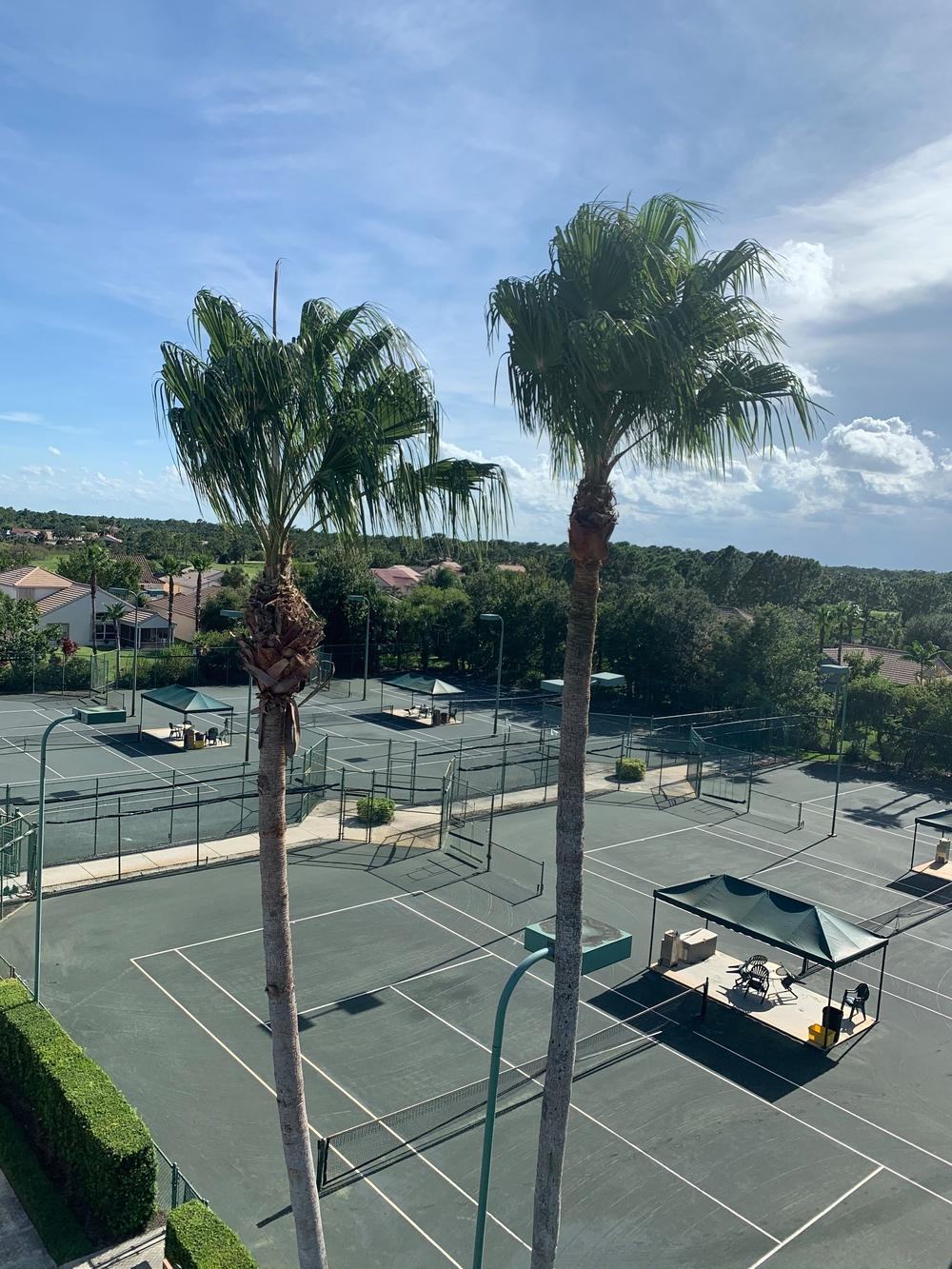 Aerial view over tennis courts framed by two tall trimmed palms in Jupiter