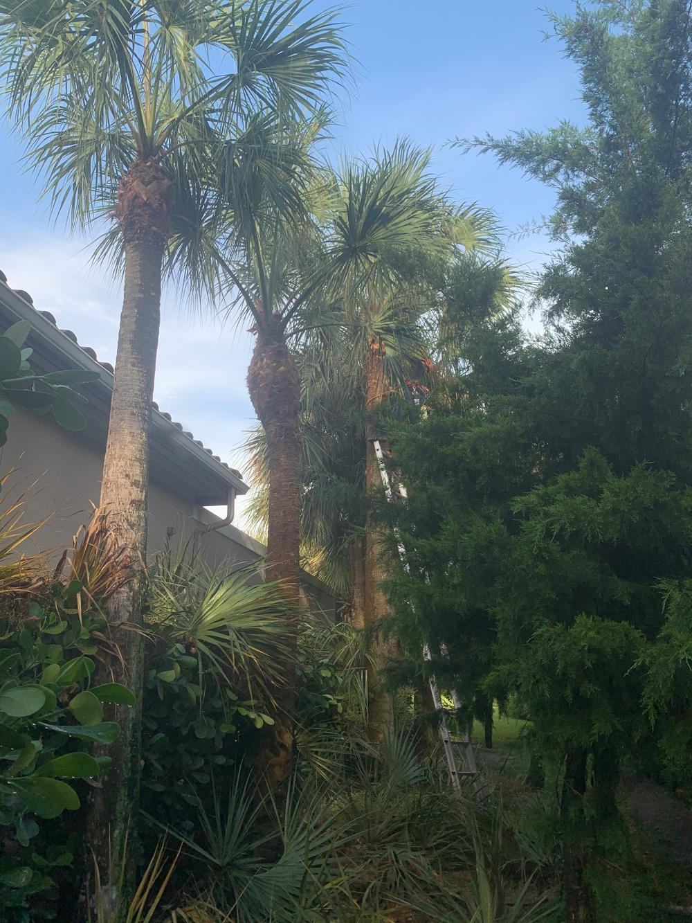 Tall palms standing beside a house roof and dense greenery in Jupiter