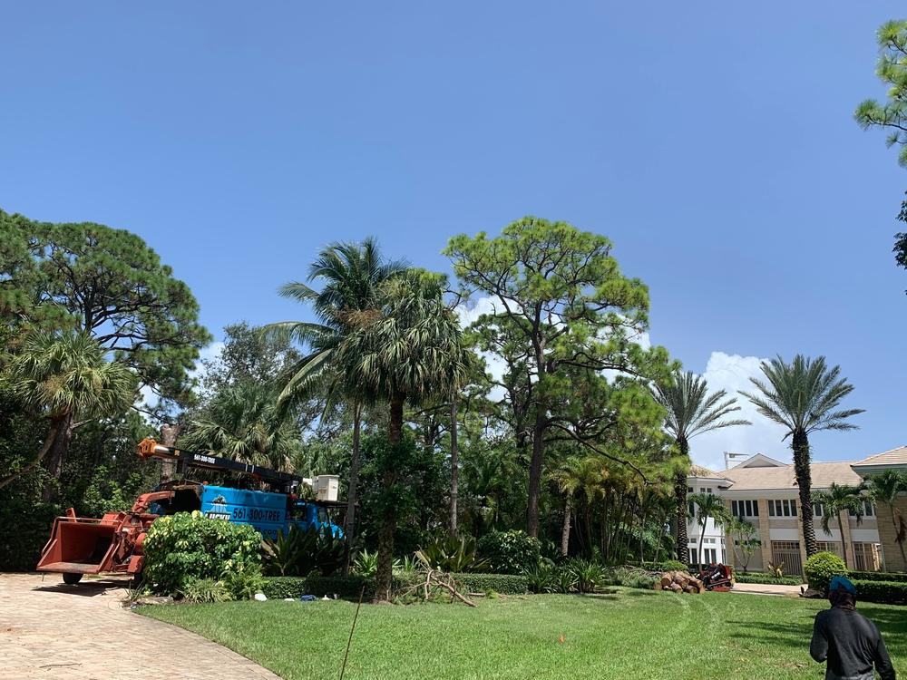 Lucky Tree Service equipment working in a green Jupiter yard with palms and pines