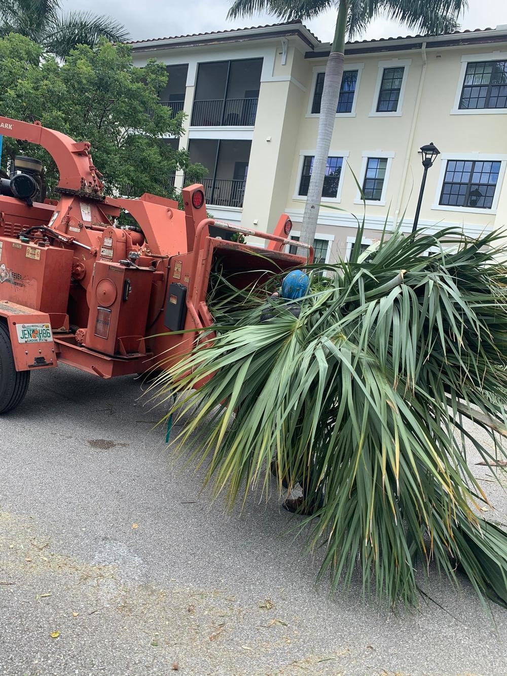 Orange chipper beside cut palm fronds outside an apartment building in Jupiter