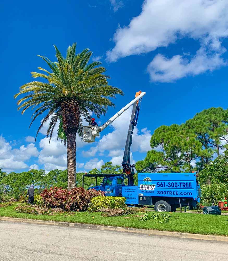 Lucky Tree Service bucket lift trimming a palm beside the company truck in Jupiter