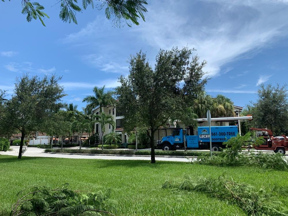 Lawn in Jupiter with cut branches cleared and a Lucky Tree Service truck behind the trees