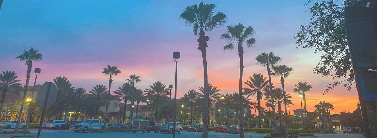 Palm trees along a Jupiter street at sunset, in the heart of the Lucky Tree Service area